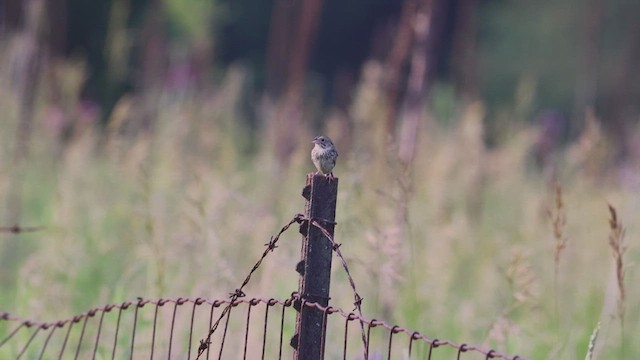 Henslow's Sparrow - ML620659283