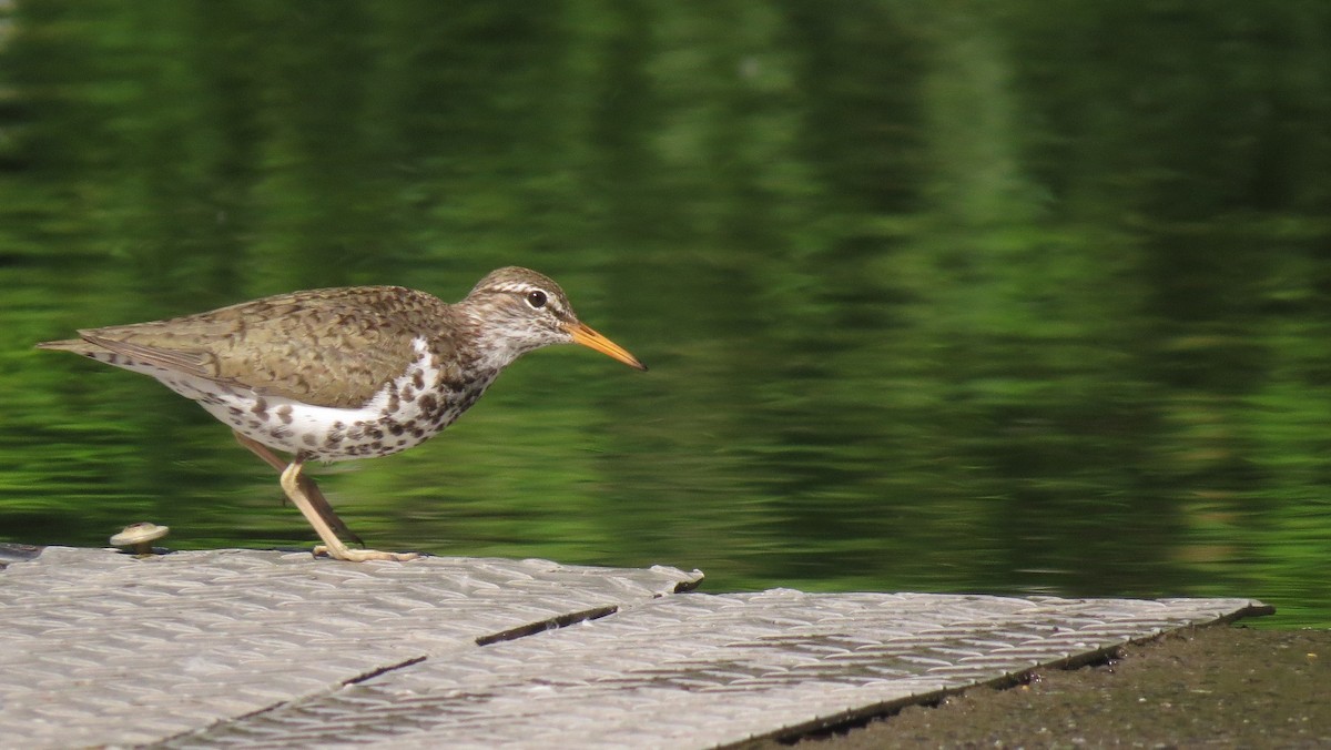 flekksnipe - ML620659284