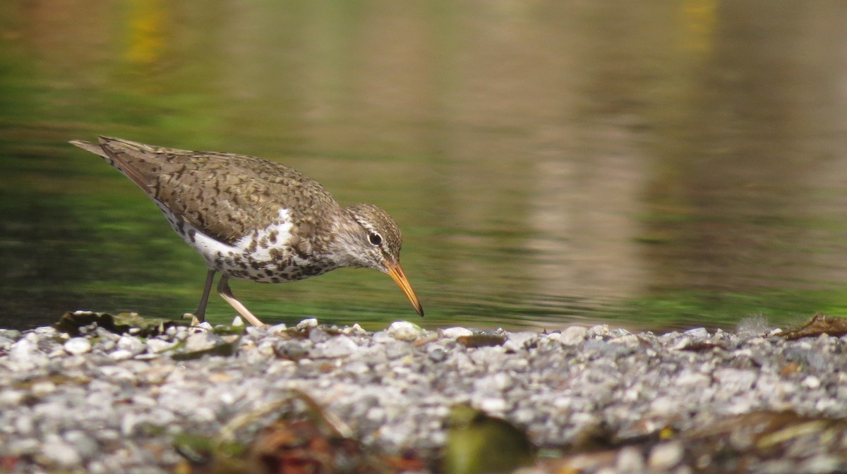 flekksnipe - ML620659285