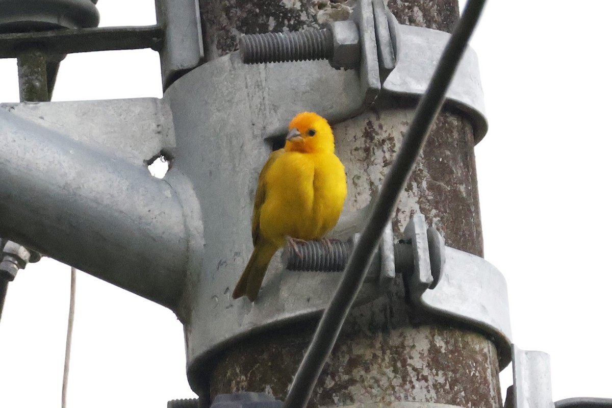 Saffron Finch - ML620659288