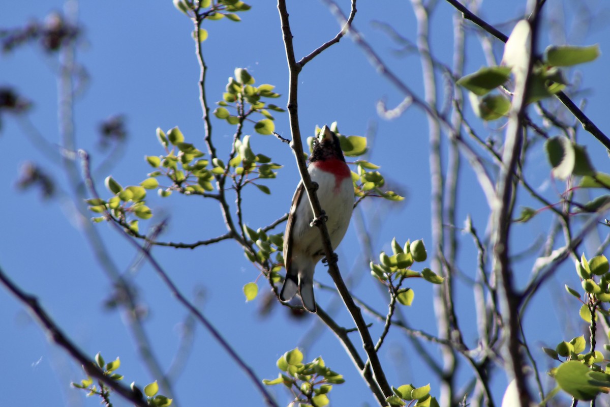 Cardinal à poitrine rose - ML620659290