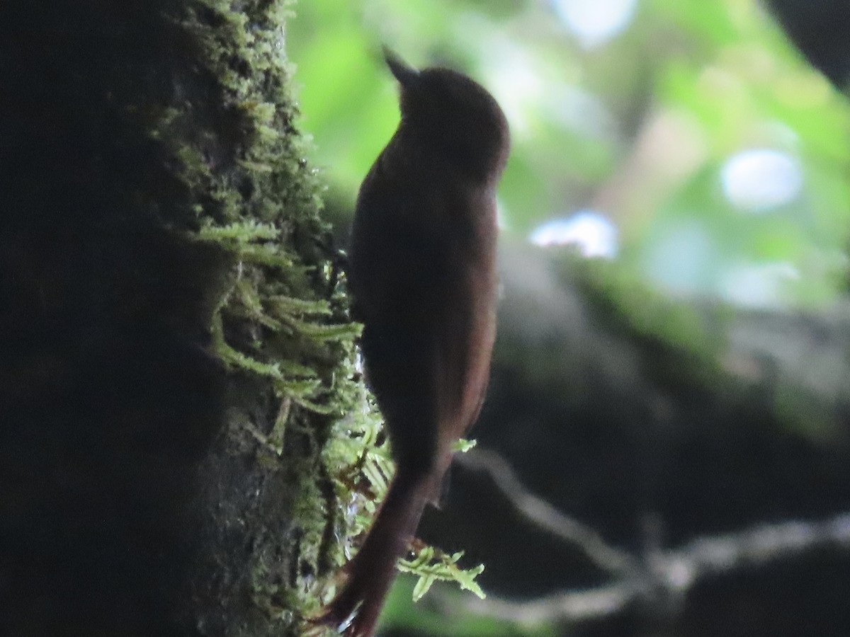 Wedge-billed Woodcreeper - ML620659294