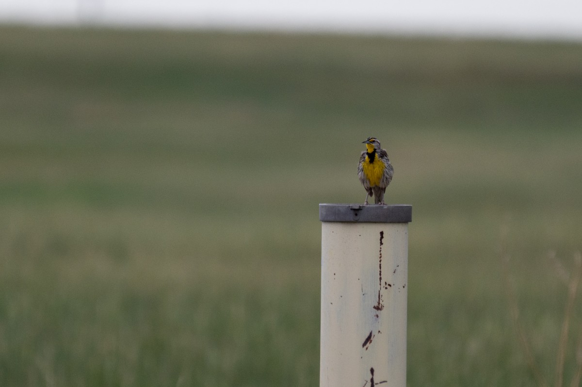 Western Meadowlark - ML620659299