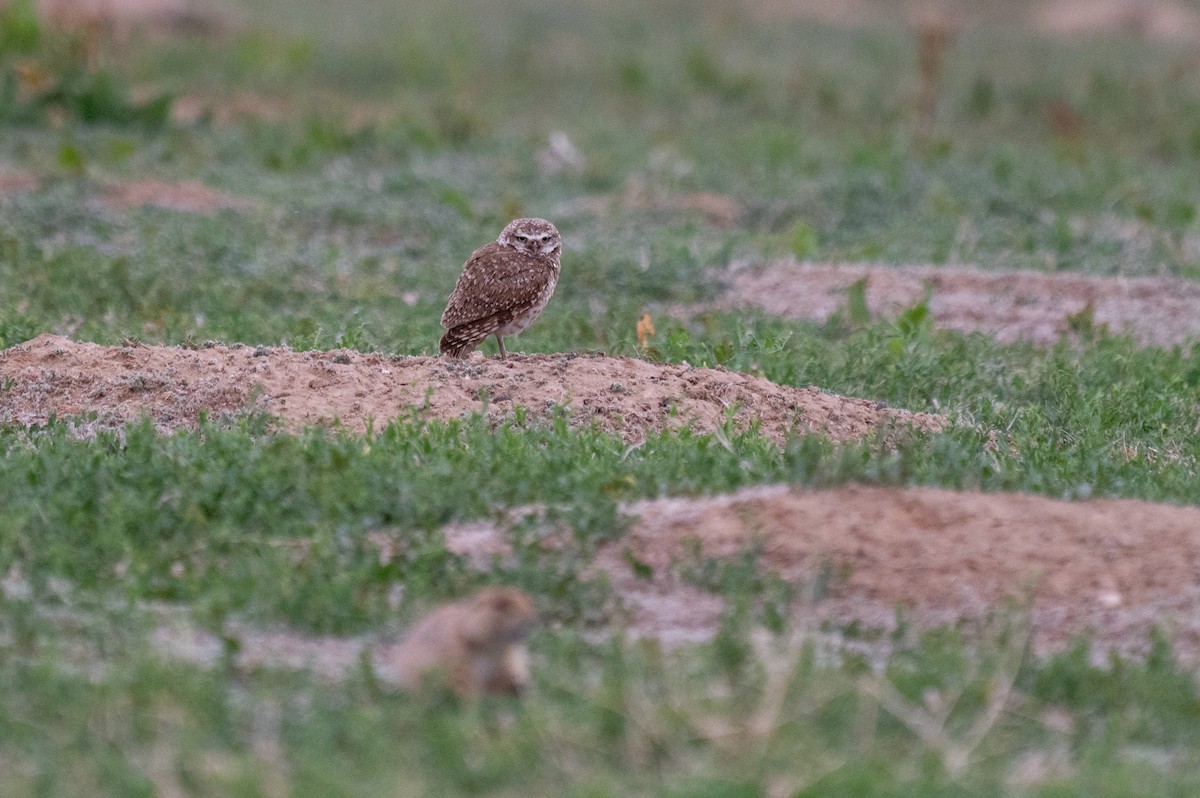 Burrowing Owl - ML620659303