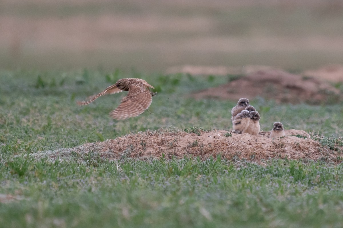 Burrowing Owl - ML620659306