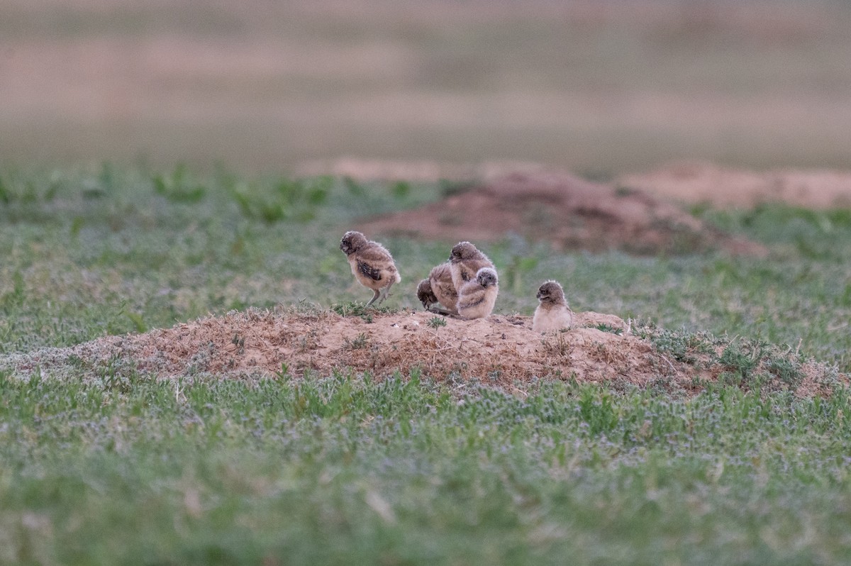 Burrowing Owl - ML620659307