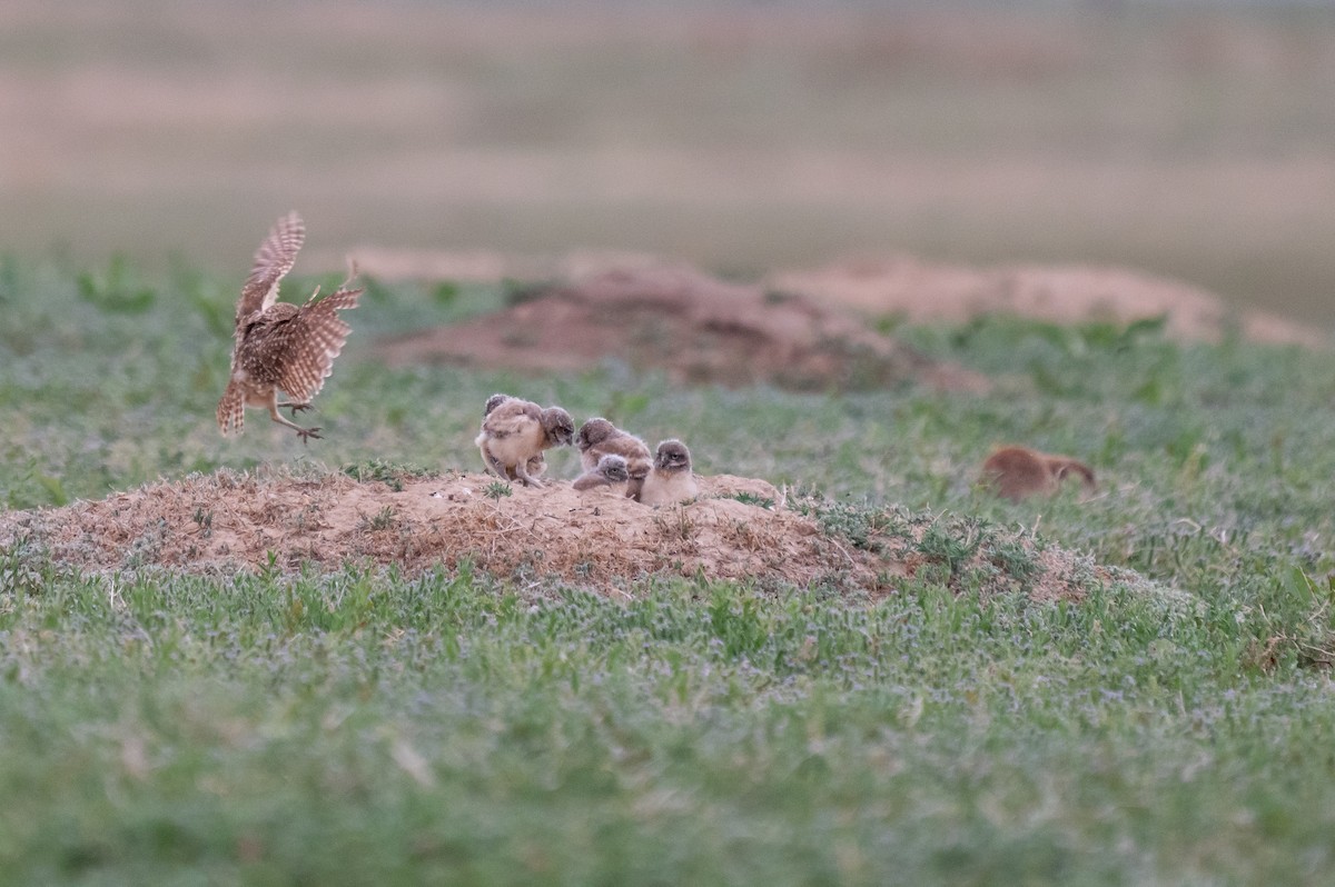 Burrowing Owl - ML620659311