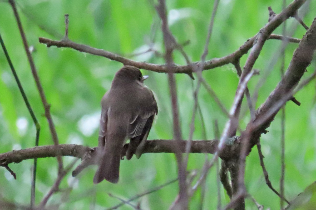 Eastern Phoebe - ML620659314