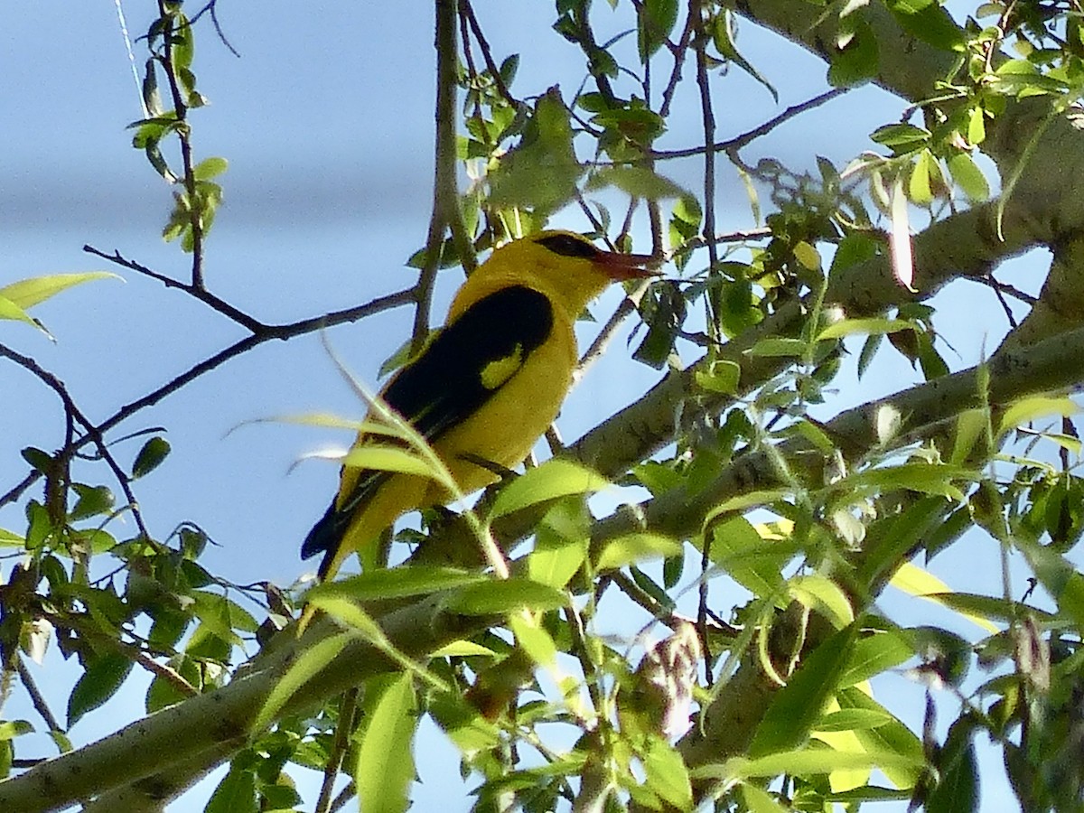 Indian Golden Oriole - ML620659315