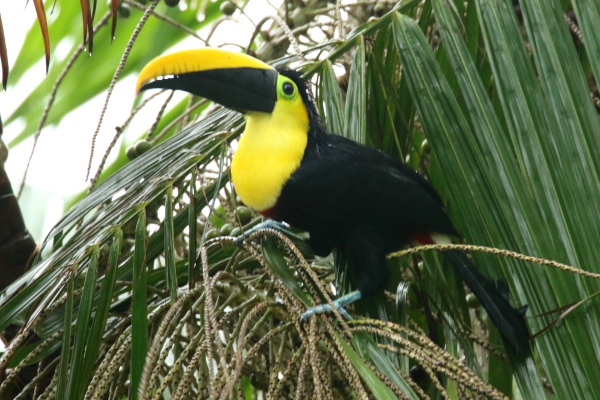 Yellow-throated Toucan (Chestnut-mandibled) - ML620659319