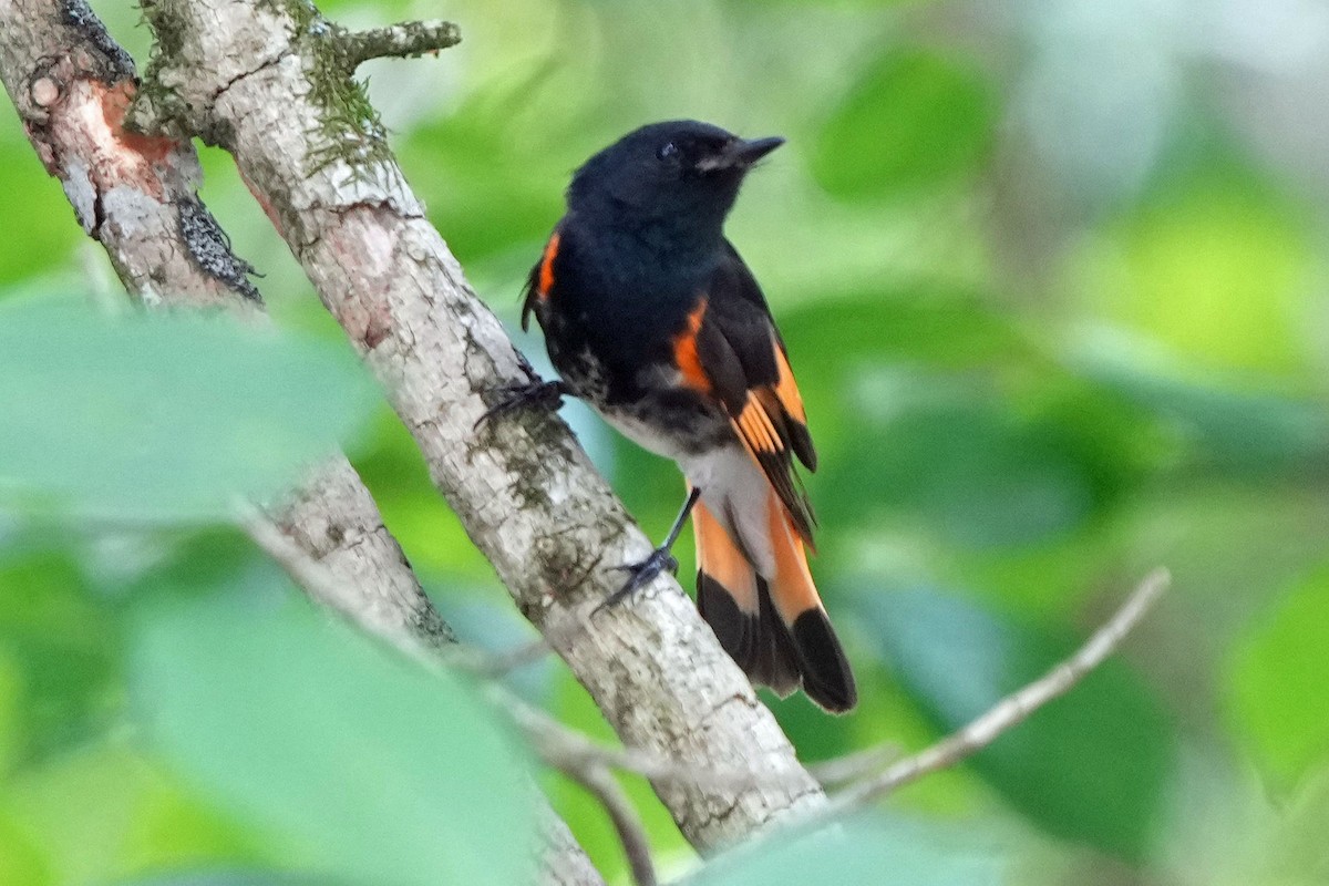 American Redstart - Robert Goss