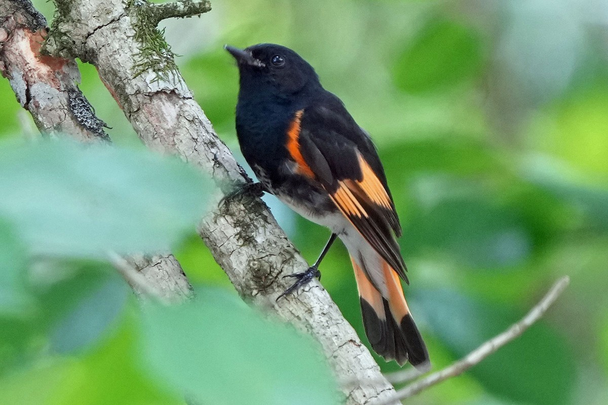 American Redstart - ML620659330