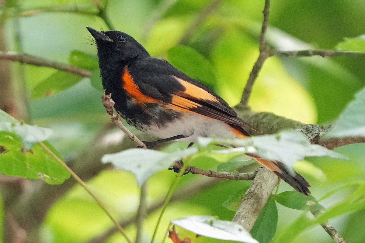 American Redstart - ML620659337