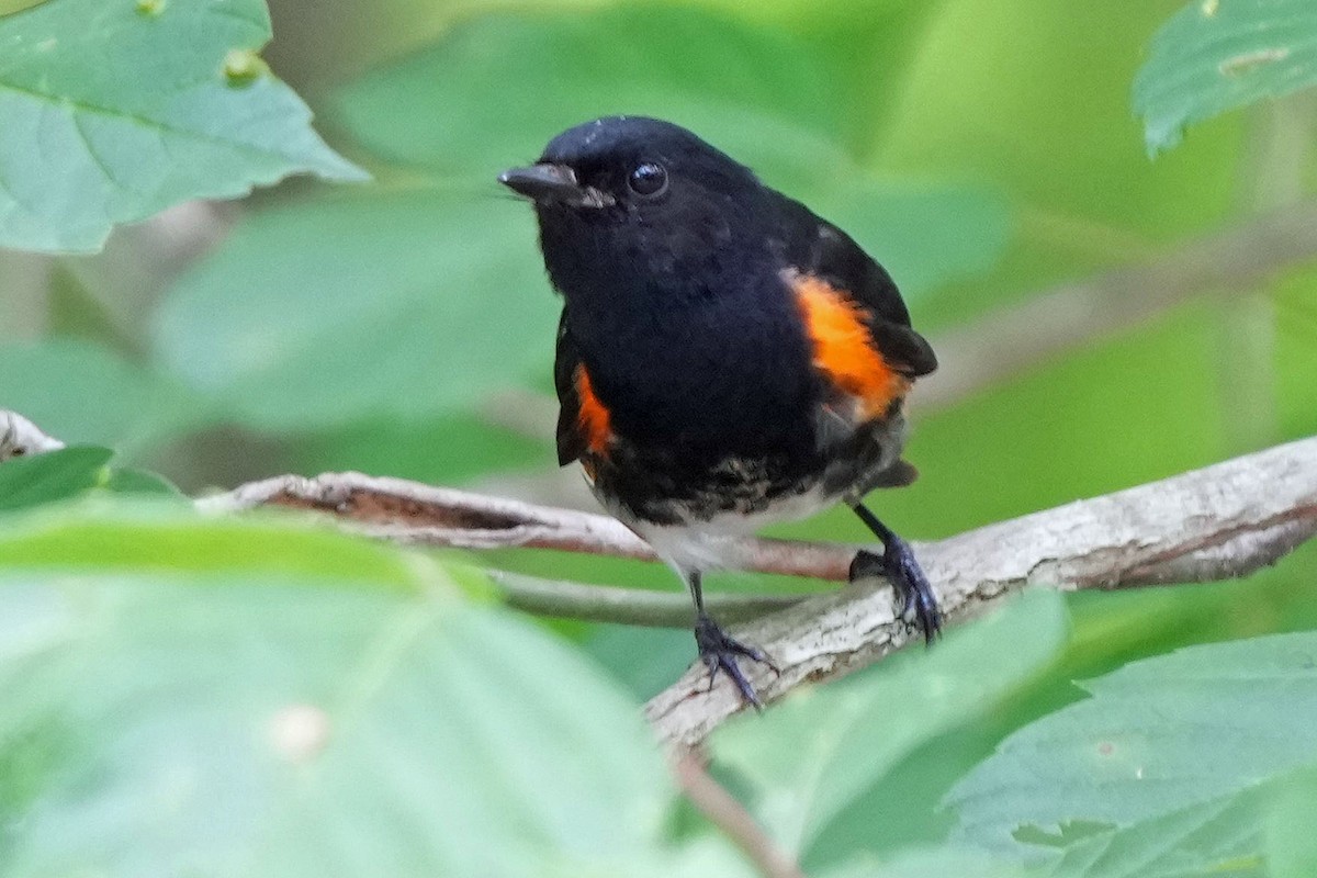 American Redstart - ML620659338