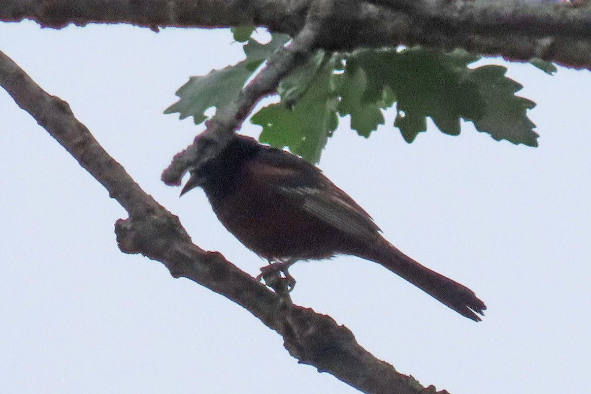 Orchard Oriole - ML620659346