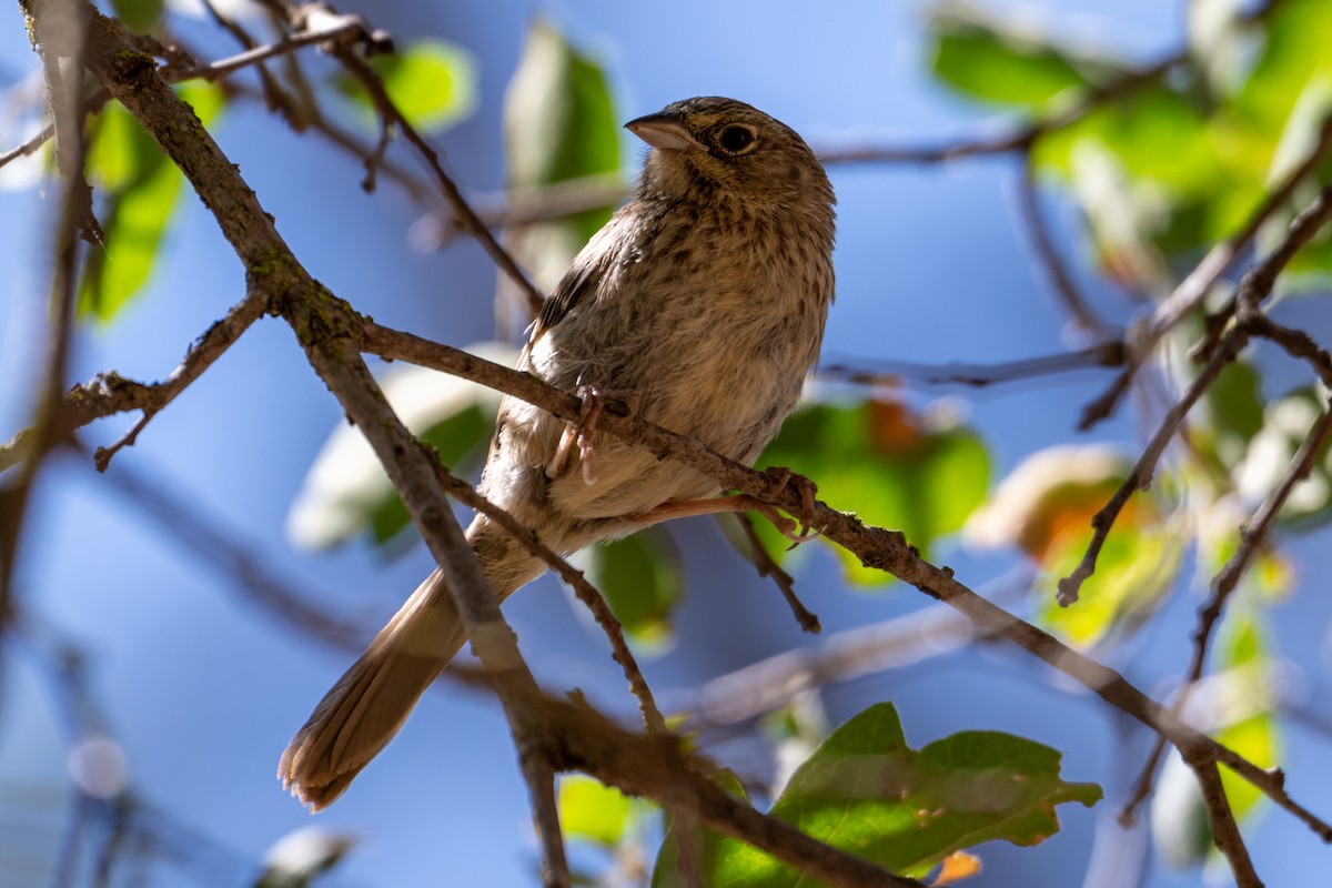 Rufous-crowned Sparrow - ML620659347