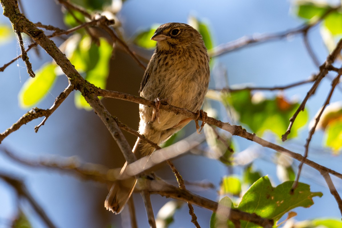 Rufous-crowned Sparrow - ML620659349