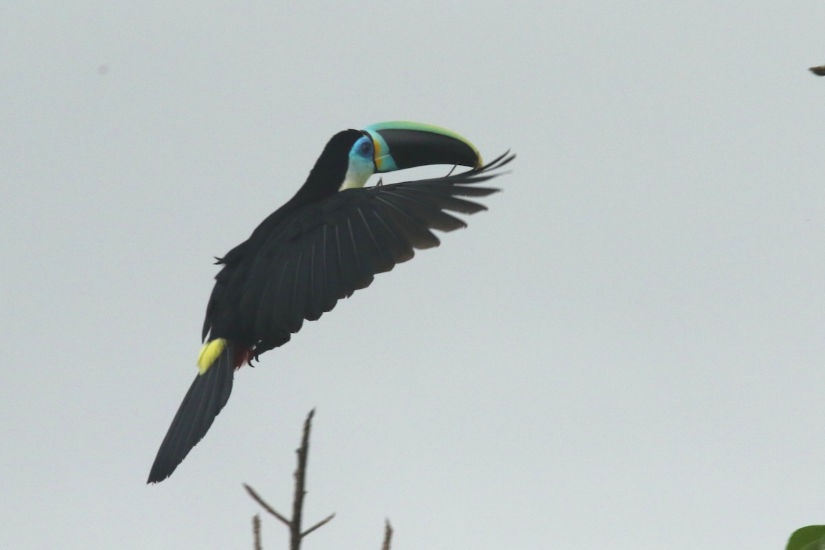 Channel-billed Toucan (Citron-throated) - ML620659355