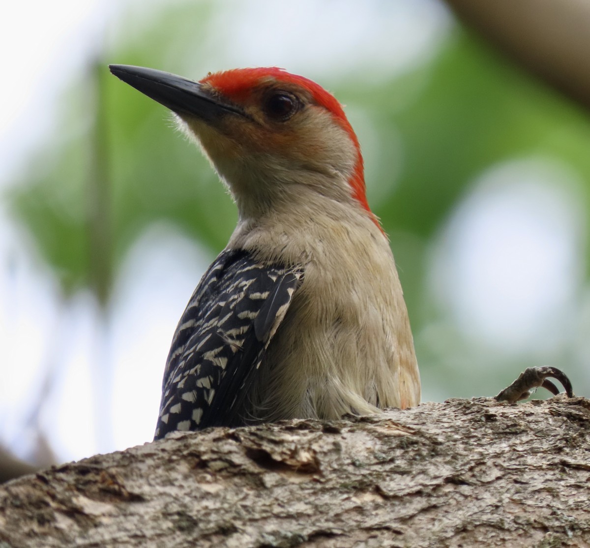 Red-bellied Woodpecker - ML620659357