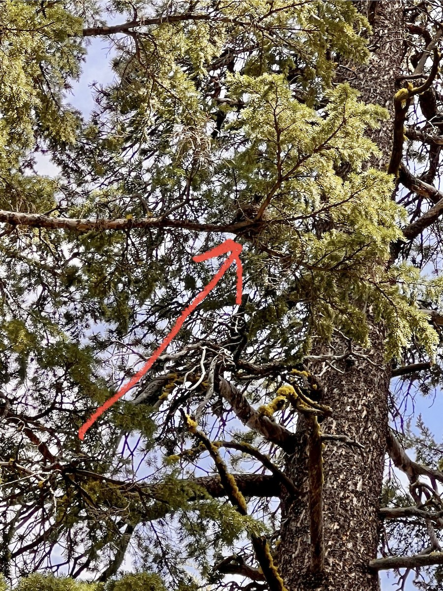 Pine Grosbeak (California) - ML620659361