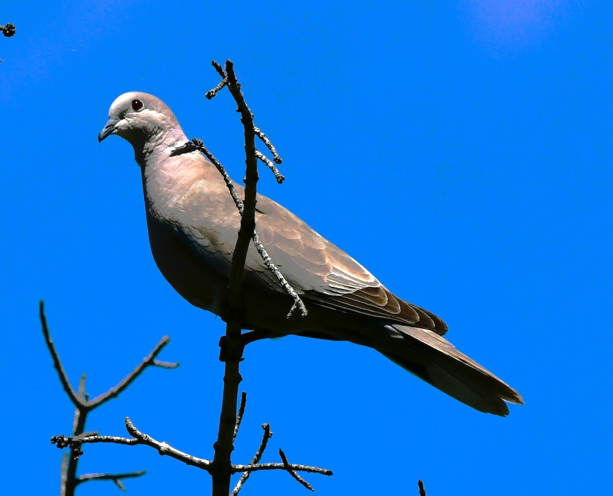 Eurasian Collared-Dove - ML620659364