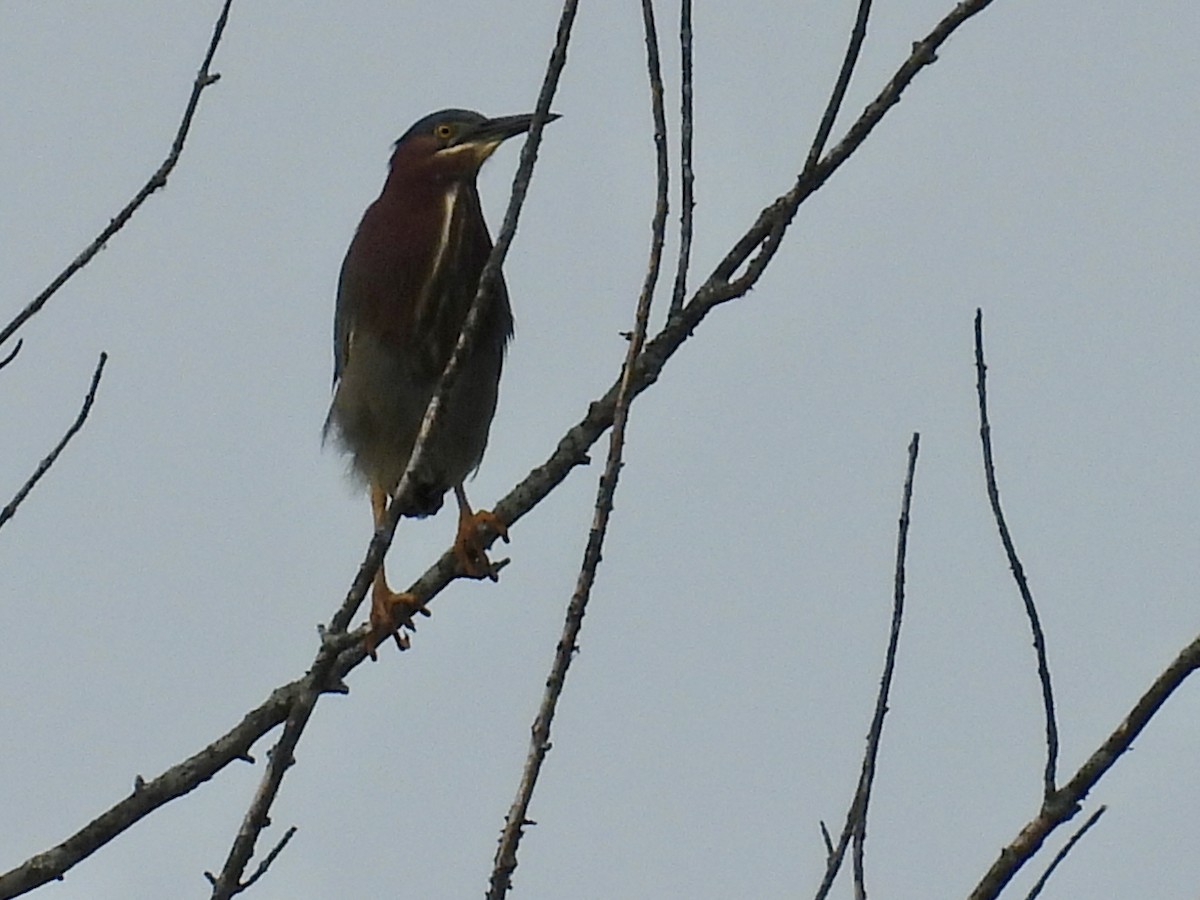 Green Heron - ML620659365