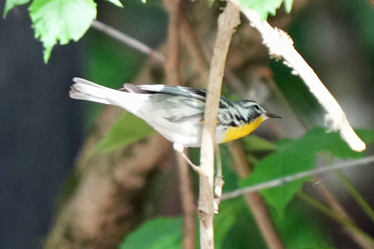 Yellow-throated Warbler - Robert Goss