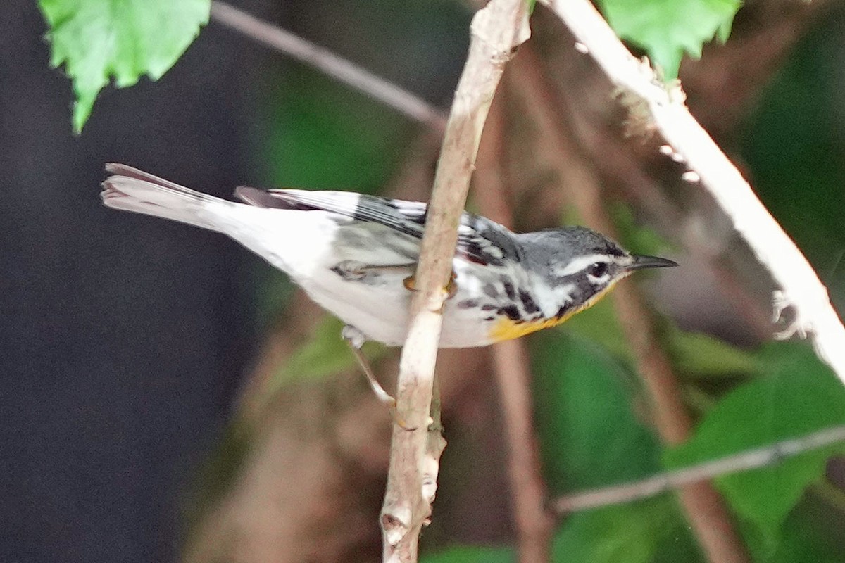 Yellow-throated Warbler - ML620659368
