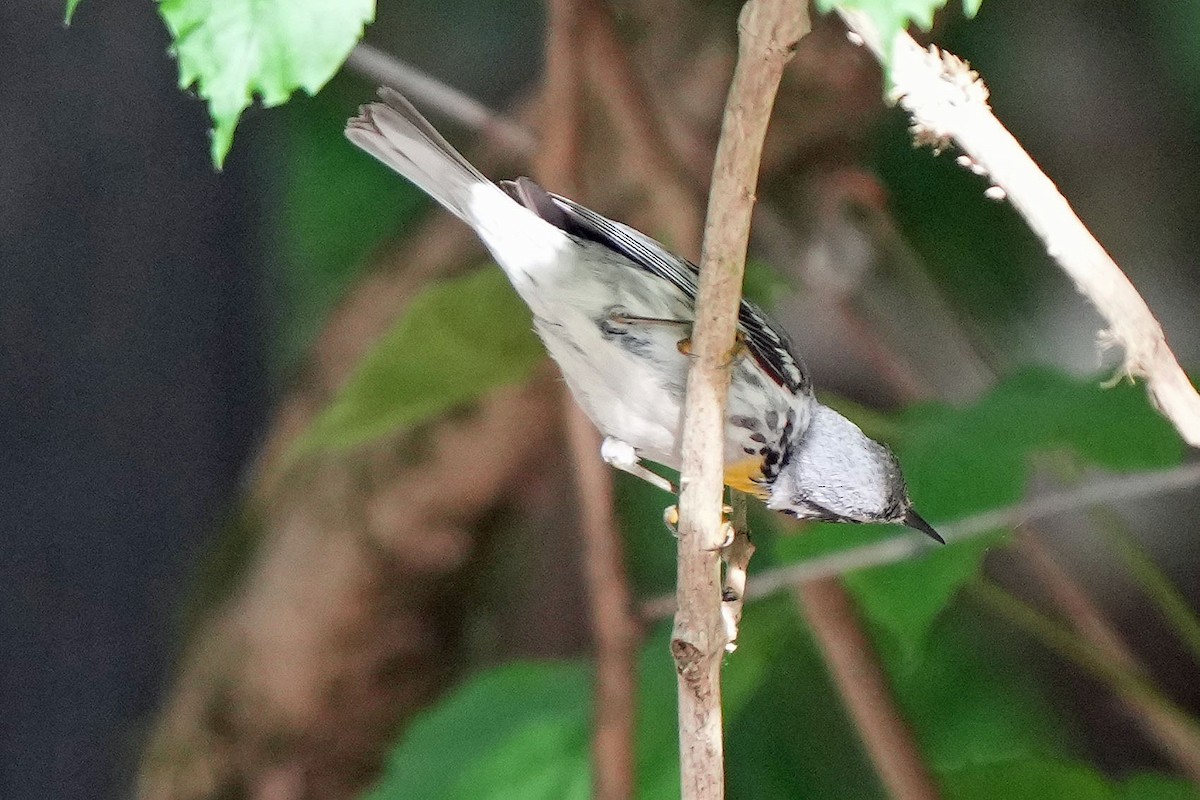 Yellow-throated Warbler - ML620659369