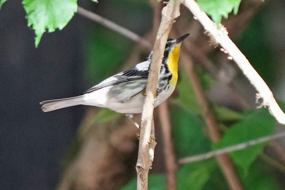 Yellow-throated Warbler - ML620659370