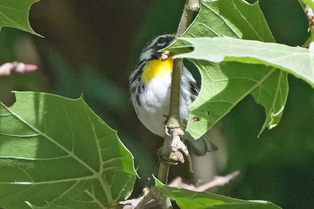 Yellow-throated Warbler - Robert Goss