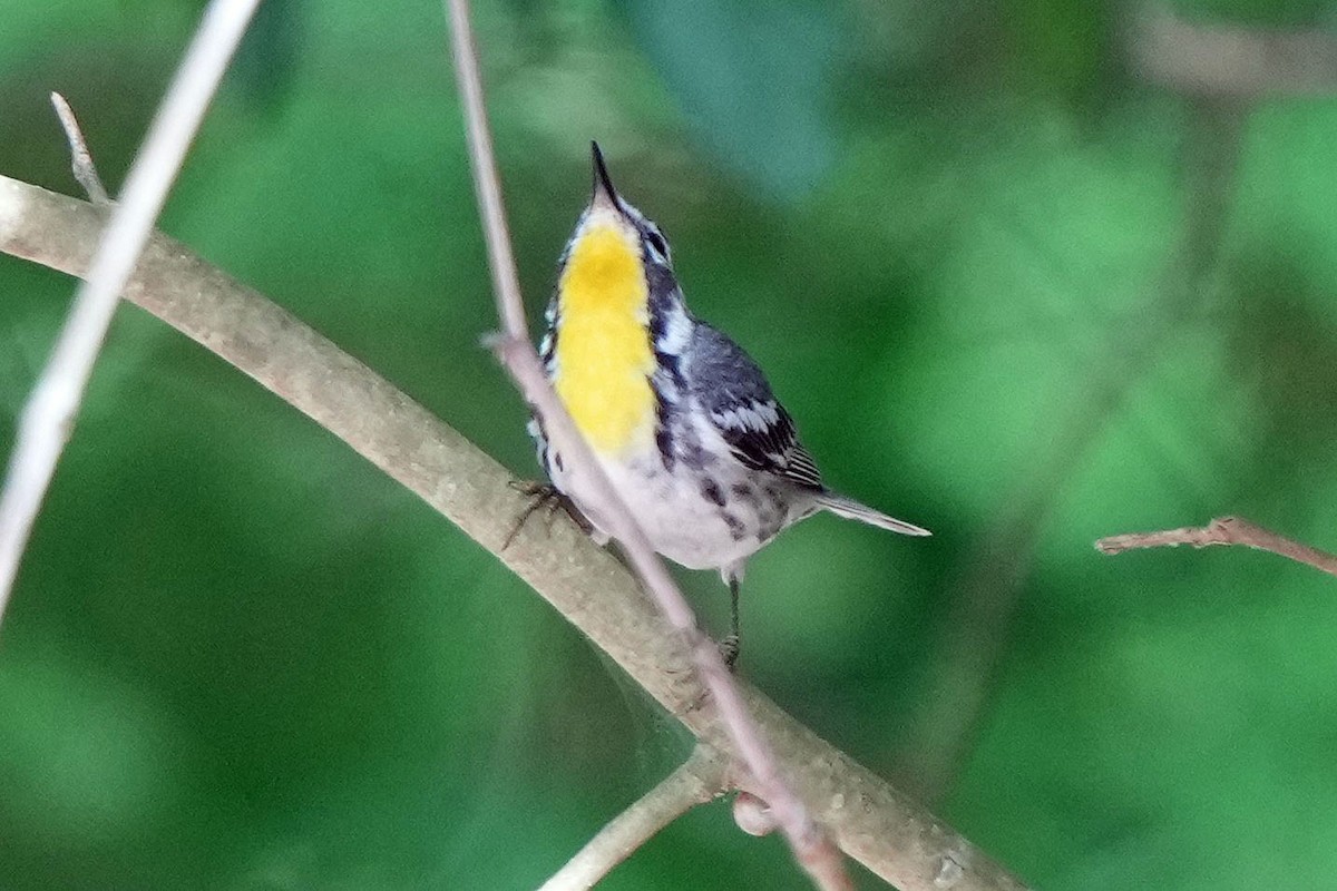 Yellow-throated Warbler - ML620659372