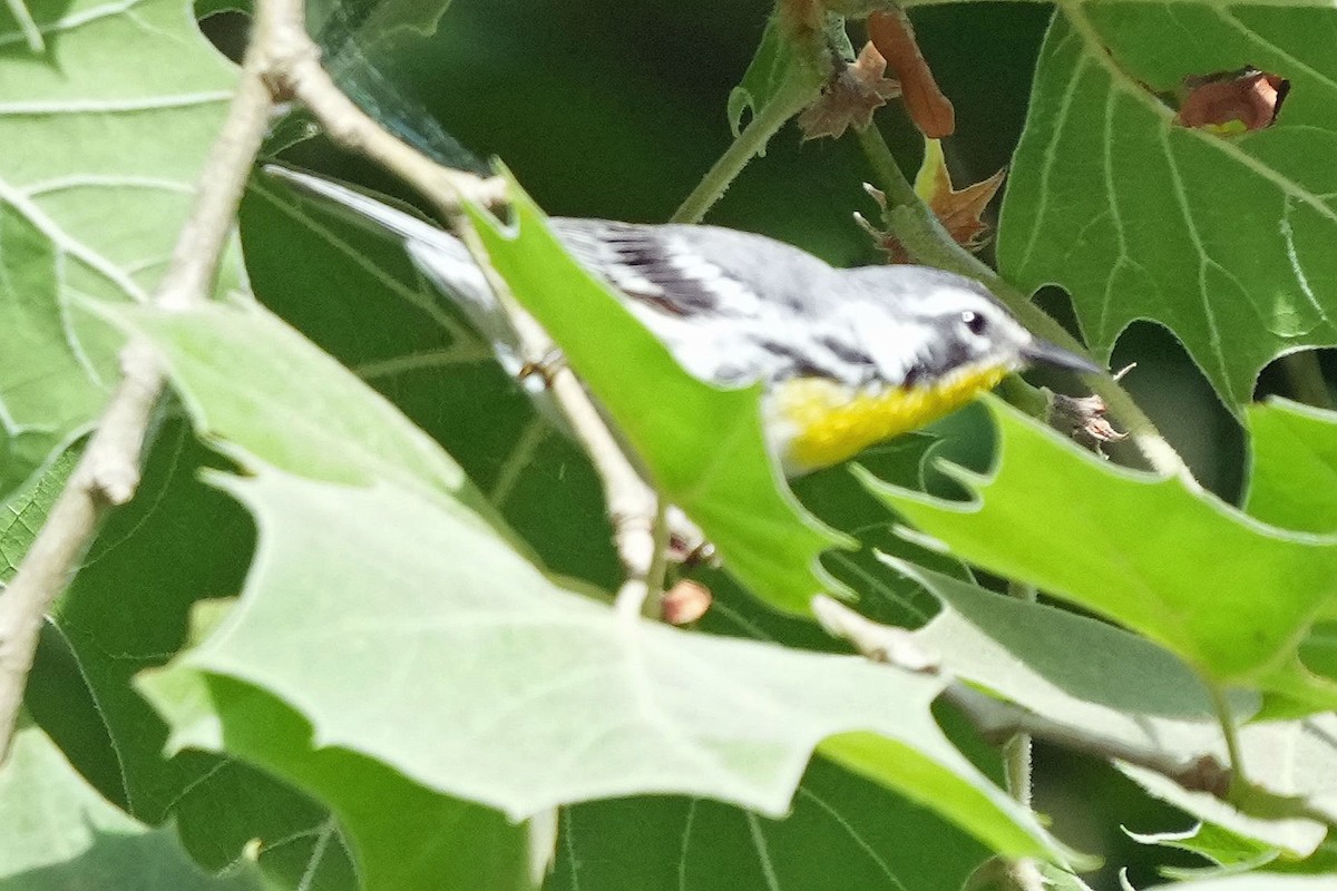 Yellow-throated Warbler - ML620659373
