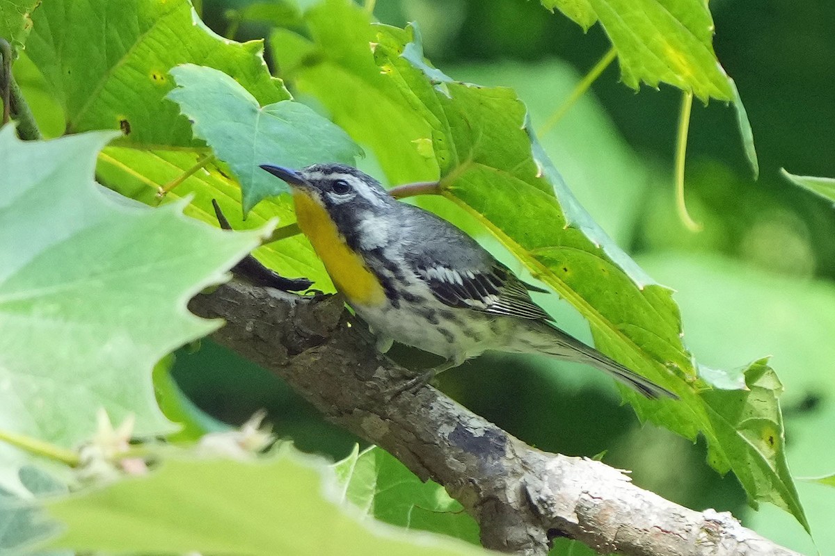 Yellow-throated Warbler - ML620659375