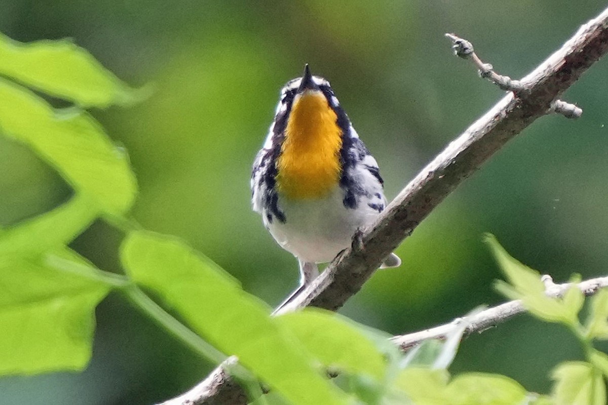Yellow-throated Warbler - ML620659376