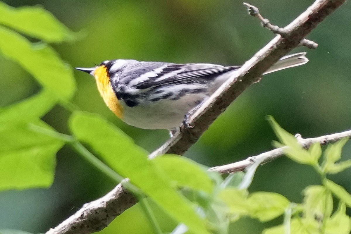 Yellow-throated Warbler - ML620659377