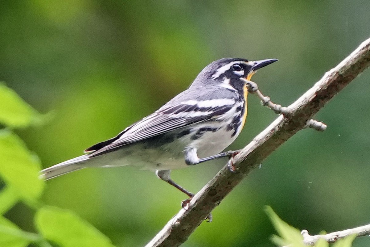 Yellow-throated Warbler - Robert Goss