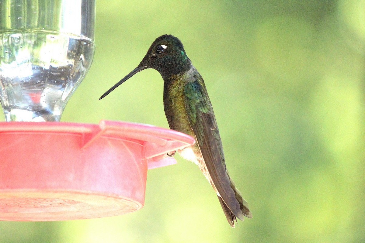 Rivoli's Hummingbird - ML620659383