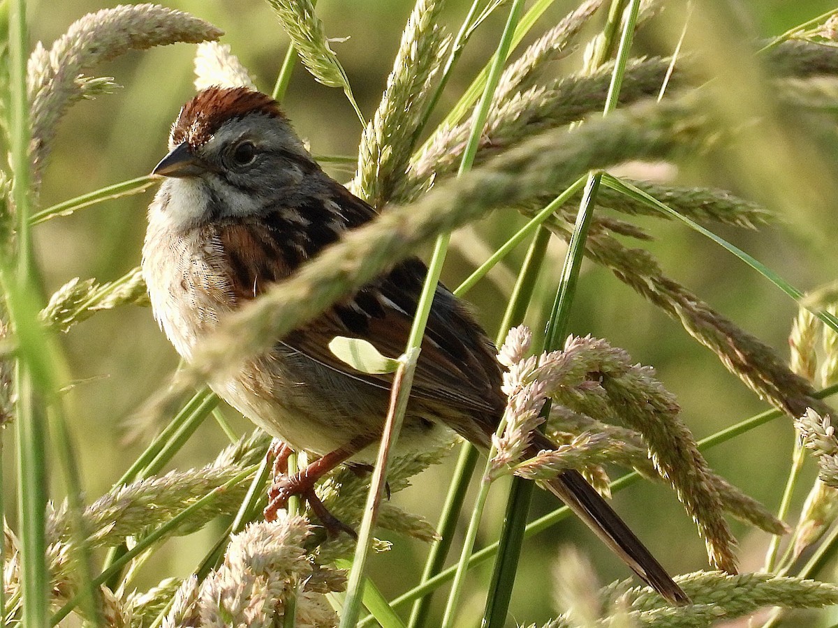 Swamp Sparrow - ML620659387