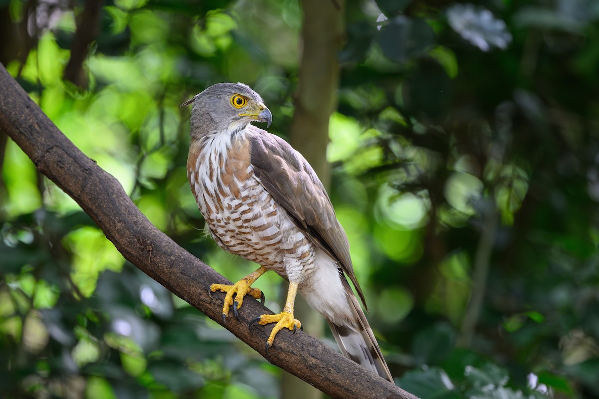 Crested Goshawk - ML620659389