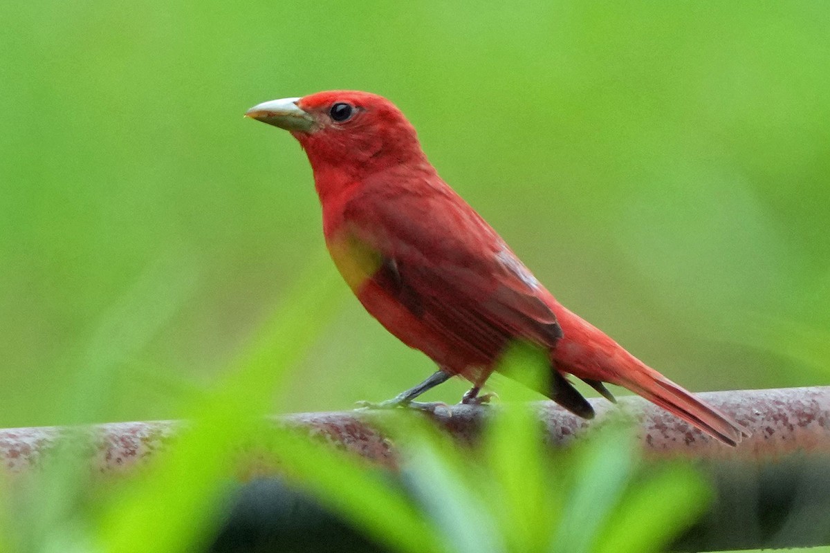 Summer Tanager - ML620659393