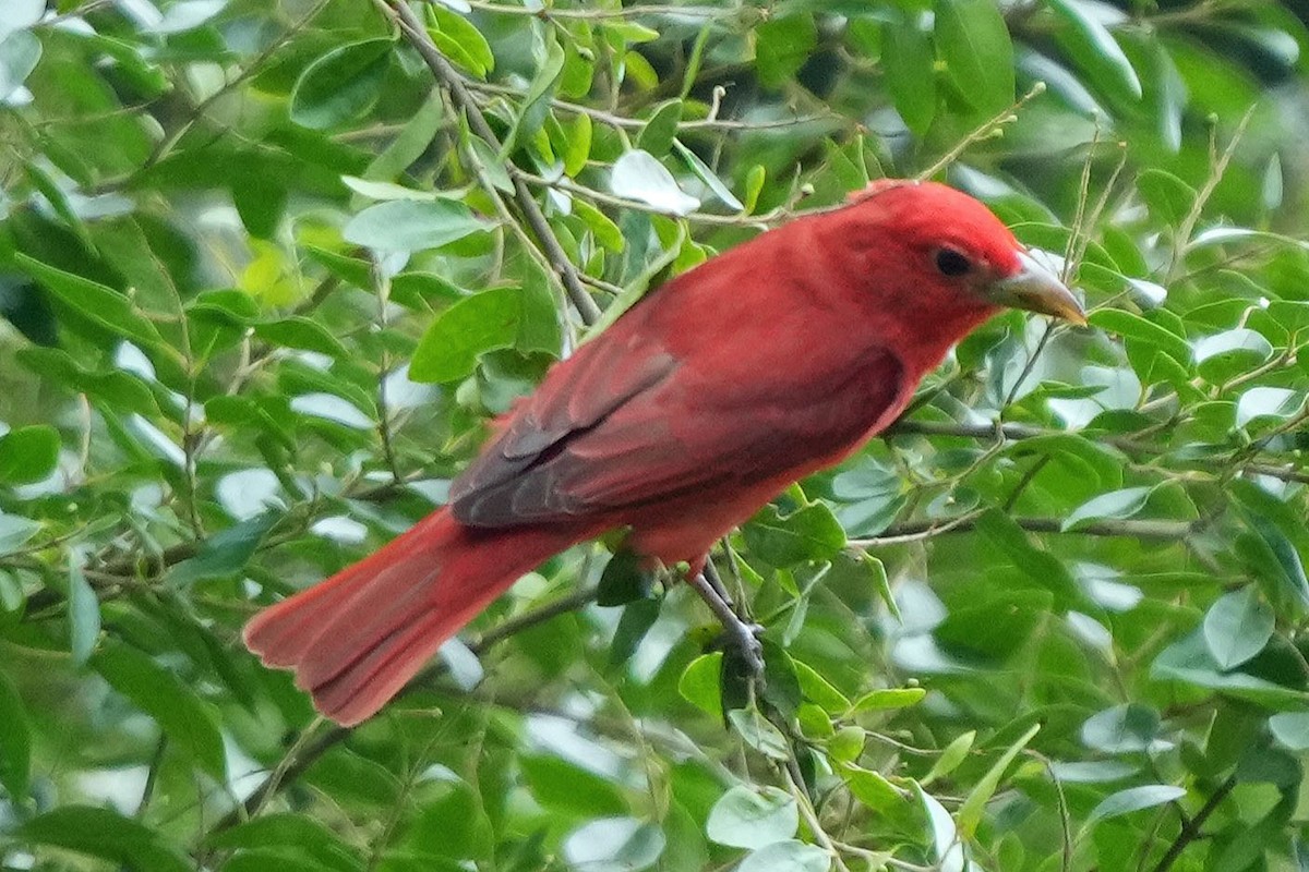 Summer Tanager - ML620659394