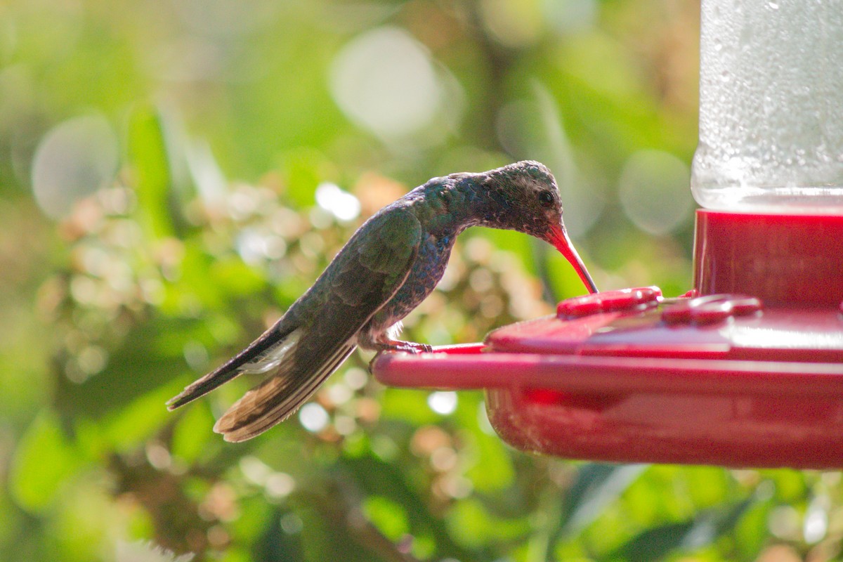 Broad-billed Hummingbird - Darren Hasegawa