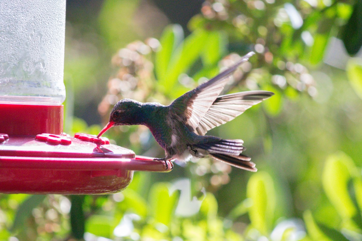Broad-billed Hummingbird - ML620659397