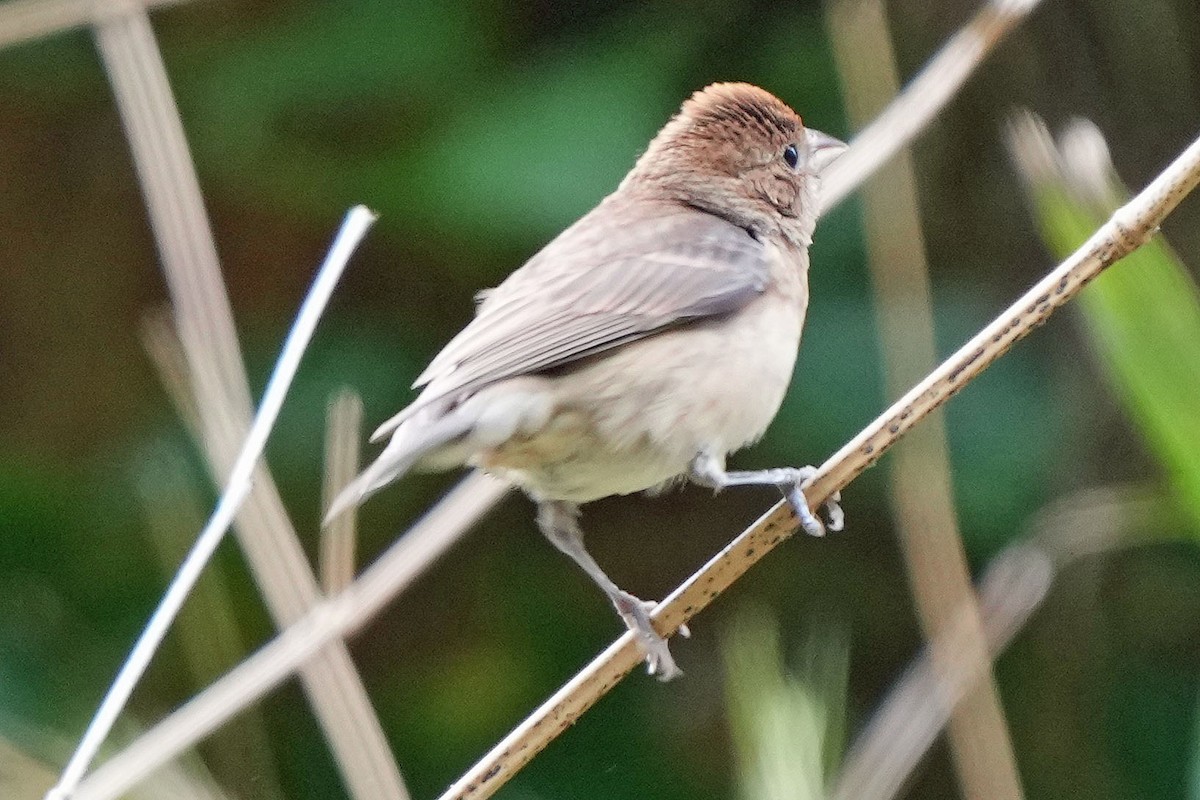 Indigo Bunting - ML620659401