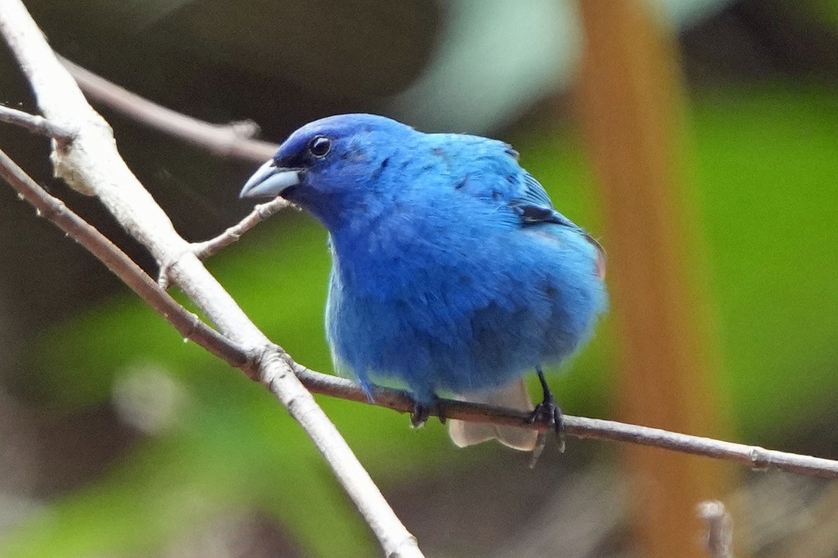 Indigo Bunting - ML620659402