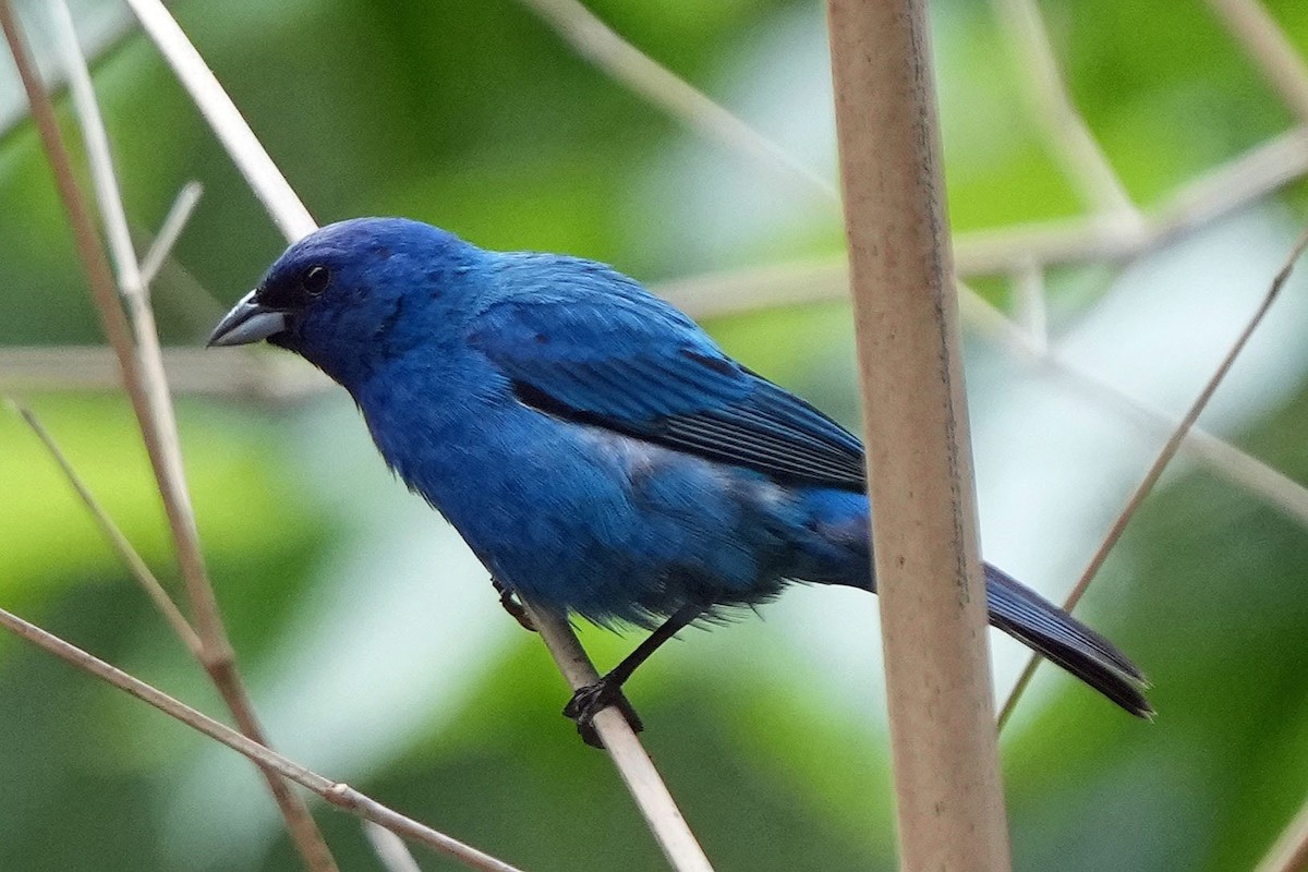 Indigo Bunting - ML620659403