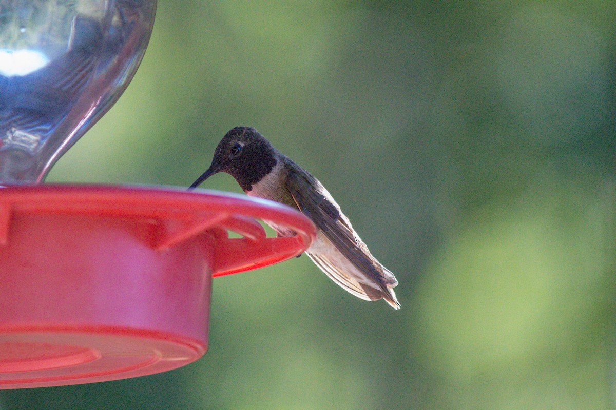 Black-chinned Hummingbird - ML620659404