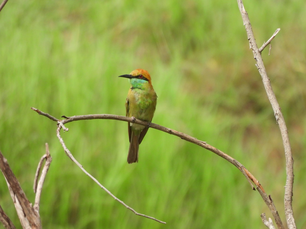 Asian Green Bee-eater - ML620659408