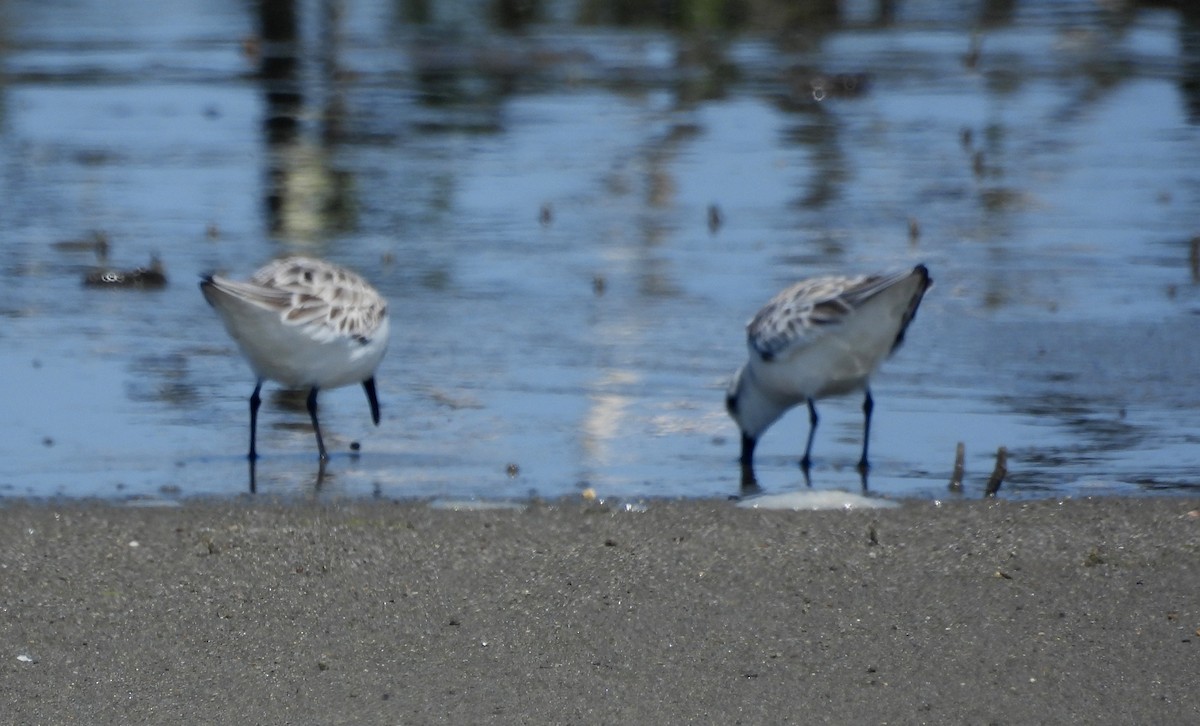 Sanderling - ML620659410